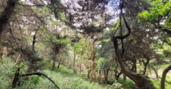 TERRENO RUSTICO EN VENTA KM 26.5 CARRETERA SAN LUCAS, SACATEPEQUEZ, A 100 MTS. DE LA CARRETERA